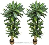 TWO Prepotted 4' Artificial Dracaena Trees with Thick Trunks, 3 Iris Stems Free with Purchase (Retail Price $23.07)