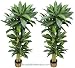 TWO Prepotted 4' Artificial Dracaena Trees with Thick Trunks