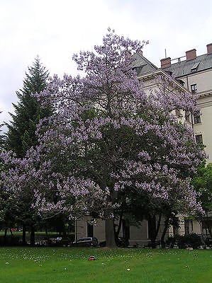 10 Royal Paulownia Empress Tree Seeds