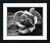 Rose and Driftwood, San Francisco, California, 1932 Framed Art Print by Ansel Adams,19.9 x 17.1