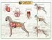 Canine Internal Organ Anatomy 26X201.5-8705PL1.5