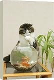 20 Inch Box Canvas (51cm) Cat - Catching goldfish in bowl by Ardea