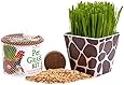Priscilla's Pet Kitty Cat Grass Giraffe Combo Kit Planter Container