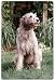 Irish Wolfhound Cutting Board