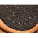 Schwarzk�mmel Gew�rz, ganz, f�r Fladenbrote, Brote, Tee, zum Garnieren oder Kochen orig. �gypten, 1.Sorte, 100g