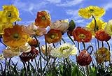 Poppy 8-257 Wall Mural