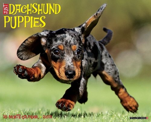 Just Dachshund Puppies 2015 Wall Calendar