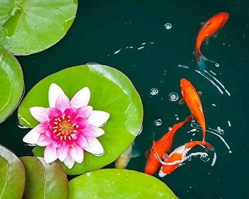 Pond Water Lilies Goldfish Photograph 8x10