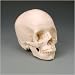 Anatomical Skull Kit Natural Bone Color A natural colored 22-piece skull that can be divided into its individual pieces and reassembled. 3B Scientific GmbH. 6 inches x 8 inches x 4 inches. Available in color-coded or natural bone color.