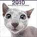 image 4 - Russian Blue Cat by THE CAT Artlist 2010