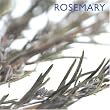 Rosemary (Little Kitchen Library)