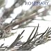 Book Rosemary (Little Kitchen Collection (Southwater))