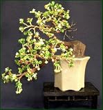 Artificial Fukien Tea Bonsai Tree. 