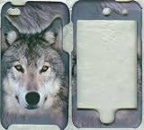 Gray wolf ..