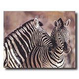 Wild African Safari Striped Zebra Home Decor Wall Picture 16x20 Art Print