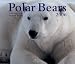 Polar Bears 2006 (Calendar)