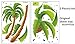 DGI Mart Coconut Tree Large Palm Tree Seagull Removable Wall Decal Sticker