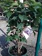 Big Blue Lilac Plant Premium Five Gallon