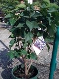 Big Blue Lilac Plant Premium Five Gallon