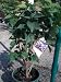 Big Blue Lilac Plant Premium Five Gallon
