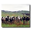Country Cows Herd Grass Folk Animal Picture Art Print