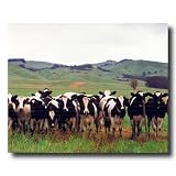 Country Cows Herd Grass Folk Animal Picture Art Print