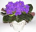 Double Decorative African Violet w/ FREE SHIPPING