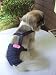 Joybies Durable Denim Piddle Pants(tm) for Small Female Dog (Measuring 13-15 from Collar to Base of Tail)