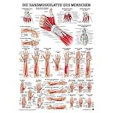 Anatomisches Poster Handmuskulatur, LxB 70 x 50 cm