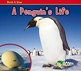 A penguin's life