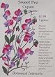 Sweet Pea Cupani Heirloom Seeds 35 Seeds