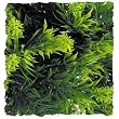 ZOO NAT BUSH MALAYSIAN FERN SM ZOO NAT BUSH MALAYSIAN FERN SM