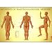 Acupoints Of Traditional Chinese Medicine Chart Male Laminated-RW2L