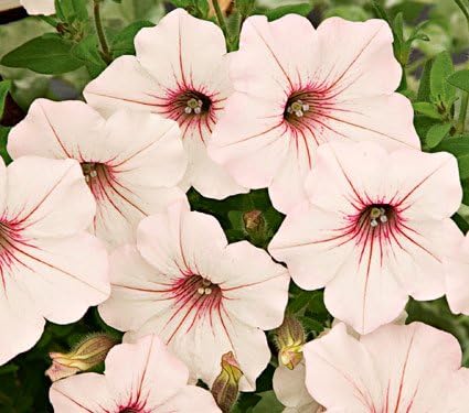 Supertunia Vista Silverberry Petunia Seeds Seed Pack