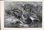 1871 Scene November Birds Drinking Fine Art