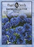 Bachelor Button, Blue Boy