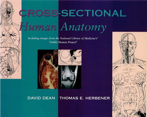 cross sectional human anatomy