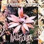 Wallflower