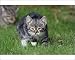 Photographic Prints of CAT, Kitten - stalking across garden lawn, exploring mother behind from Ardea Wildlife Pets