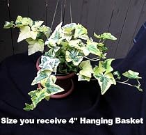 Midas Touch Ivy Hanging Basket -Great House Plant -Easy