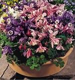 Amazon / Hirts: Perennials; Sun: Cameo Mix Columbine - 4 Plants - Aquilegia