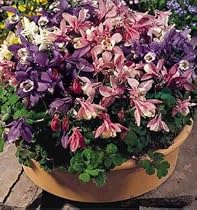 Cameo Mix Columbine 8 Plants