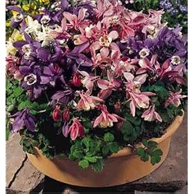 Cameo Mix Columbine 8 Plants 516cJlZsF0L. SL500 AA280 Cameo Mix Columbine 8 Plants
