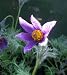Pulsatilla vulgaris- Kuechenschelle