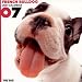French Bulldog 2007 Calendar (Artlist Collection: The Dog)