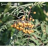 シーベリー（沙棘・サジー）：受粉用オス木3～3.5号ポット[ポルミックス][苗木]