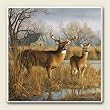 AbsorbaStone Coaster set~ Our Side of the River Deer ~4 Tile Drink Coasters ~ code 289