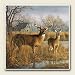 Kitchen & Housewares : AbsorbaStone Coaster set~ Our Side of the River Deer ~4 Tile Drink Coasters ~ code 289