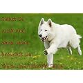 Metall - Warnschild Wei�er Schweizer Sch�ferhund