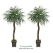 TWO 8' Artificial Phoenix Coconut Palm Trees with BENDABLE Trunks, with No Pot
